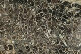 Polished Fossil Turritella Agate Stand Up - Wyoming #193594-1
